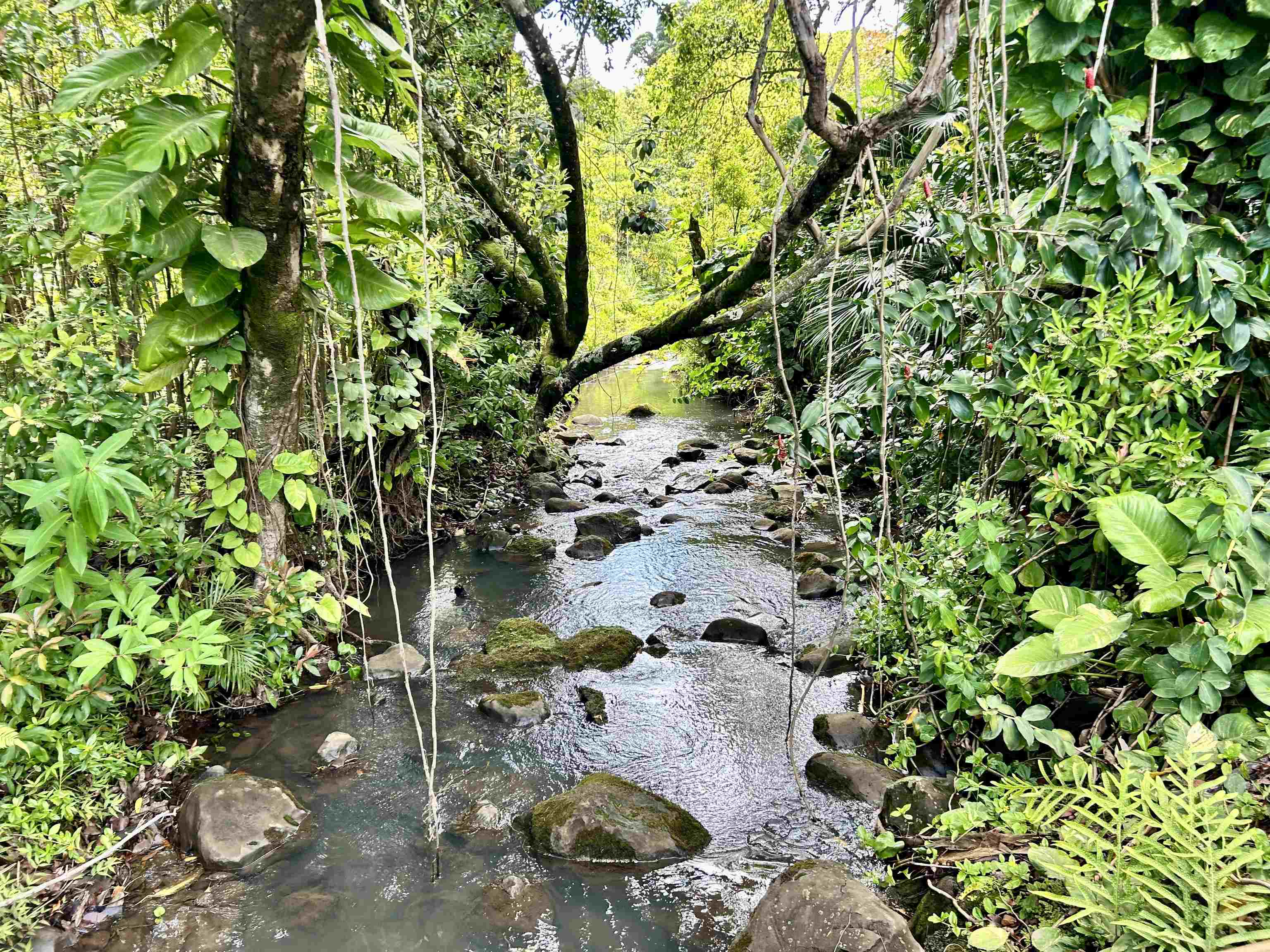 Maui Property Image